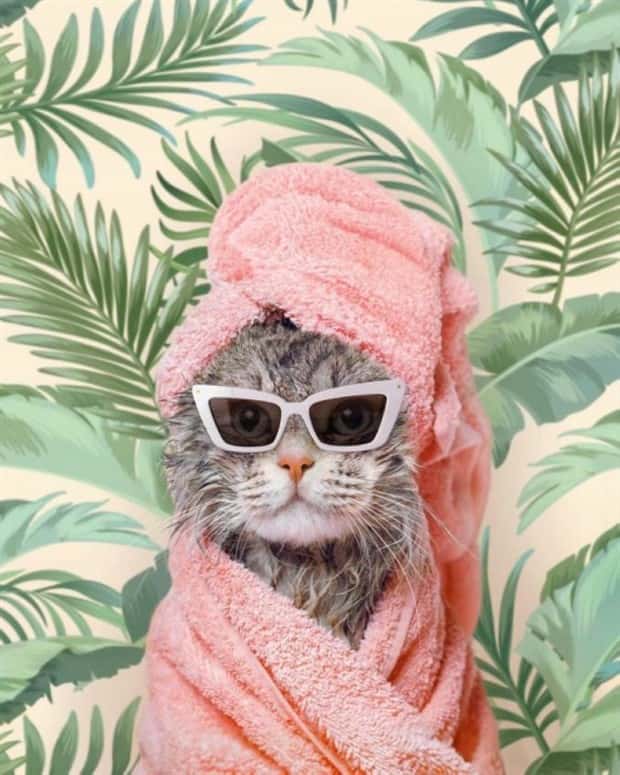 Get Ready for Funny Animals #350 (25 photos)