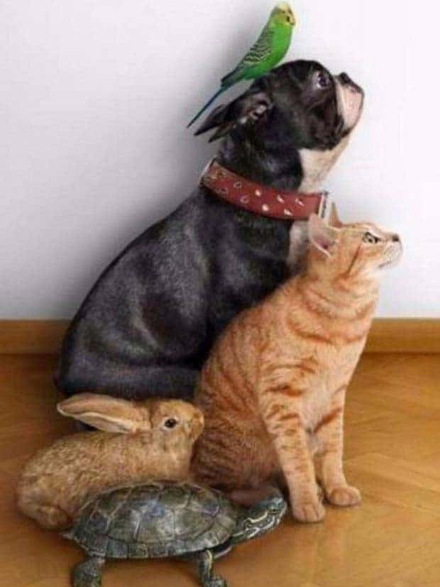 Get Ready for Funny Animals #350 (25 photos)