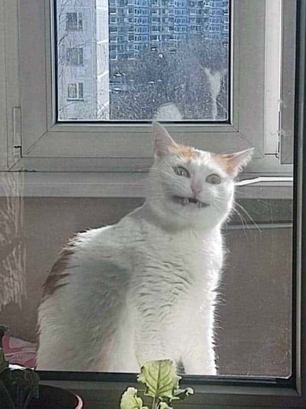 Get Ready for Funny Animals #350 (25 photos)