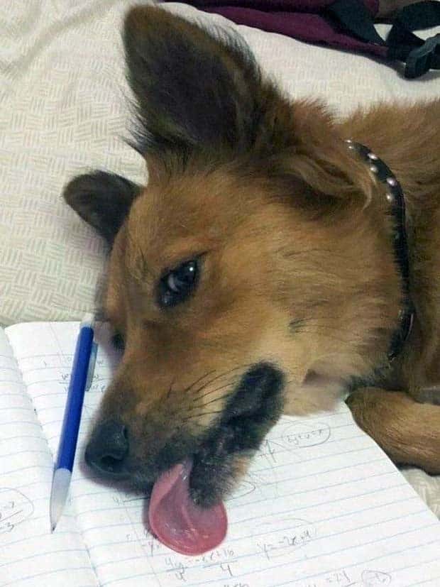 Get Ready for Funny Animals #352 (26 photos)