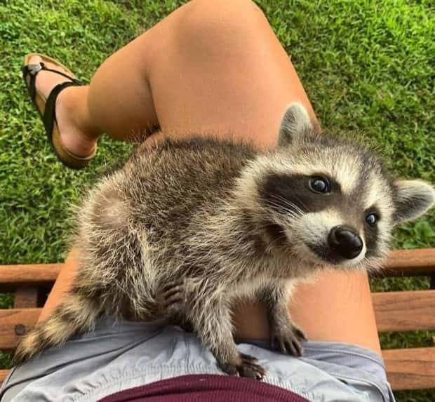 Get Ready for Funny Animals #352 (26 photos)