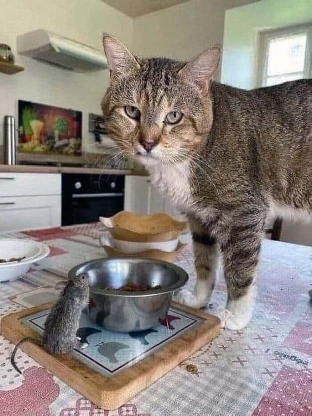 Get Ready for Funny Animals #350 (25 photos)