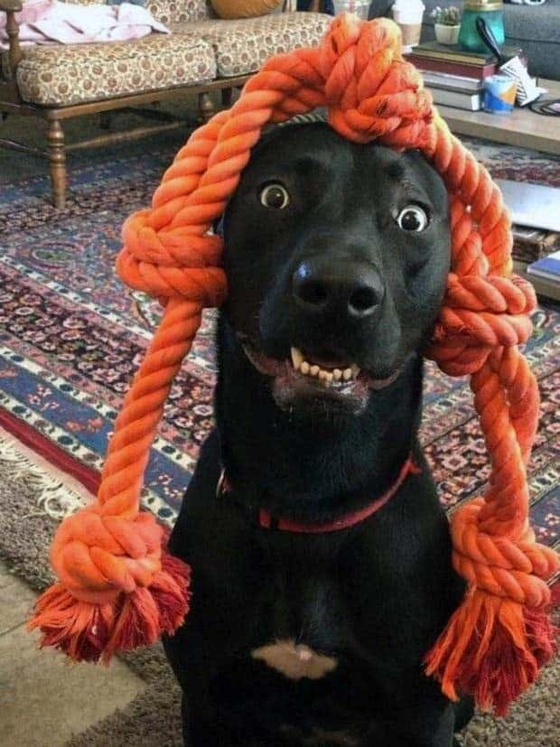 Get Ready for Funny Animals #352 (26 photos)