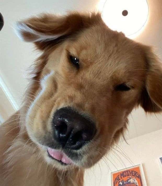 Get Ready for Funny Animals #350 (25 photos)