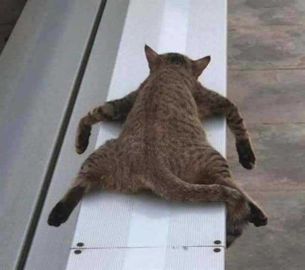 Get Ready for Funny Animals #350 (25 photos)