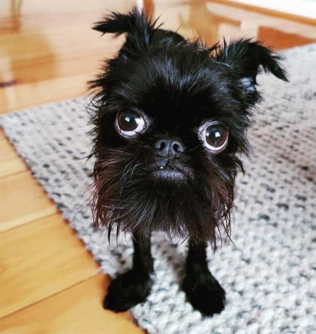 Get Ready for Funny Animals #352 (26 photos)