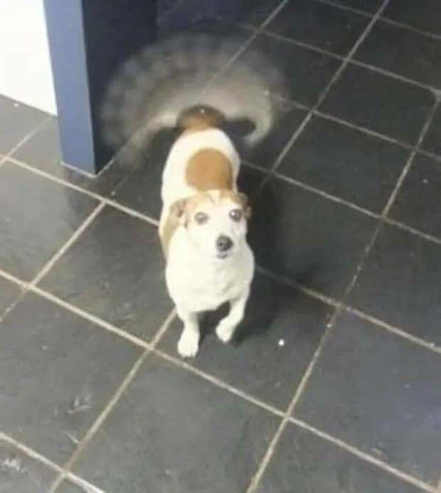 Get Ready for Funny Animals #352 (26 photos)