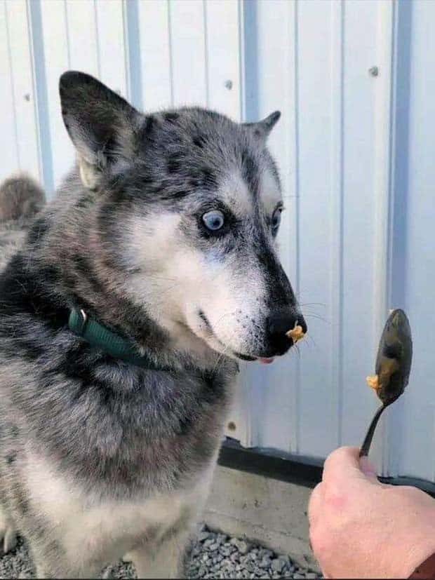 Get Ready for Funny Animals #352 (26 photos)