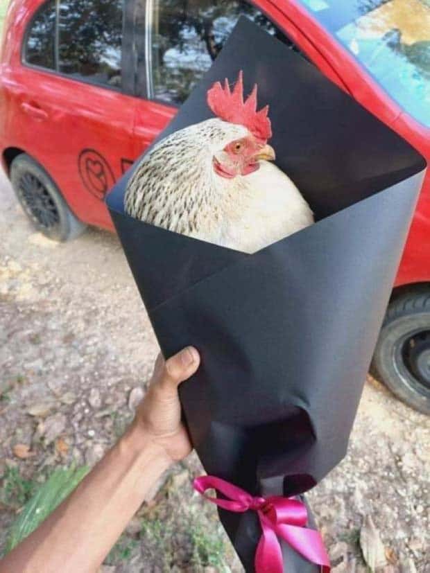 Get Ready for Funny Animals #350 (25 photos)