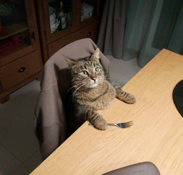 Get Ready for Funny Animals #352 (26 photos)