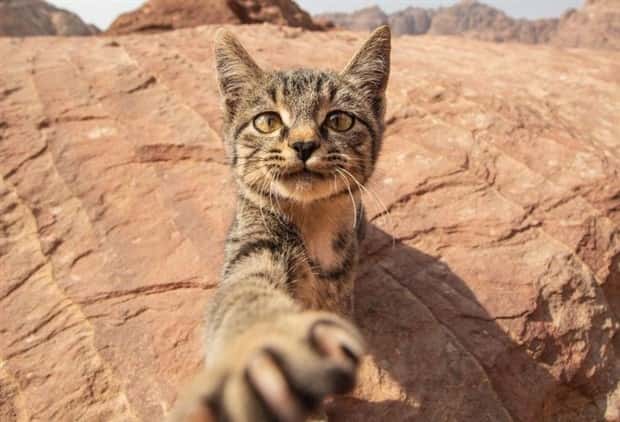 Get Ready for Funny Animals #350 (25 photos)