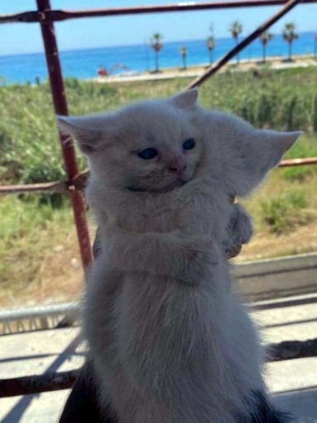 Get Ready for Funny Animals #352 (26 photos)