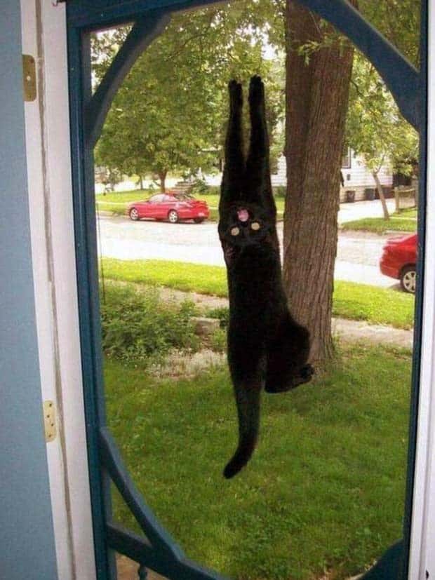 Get Ready for Funny Animals #352 (26 photos)