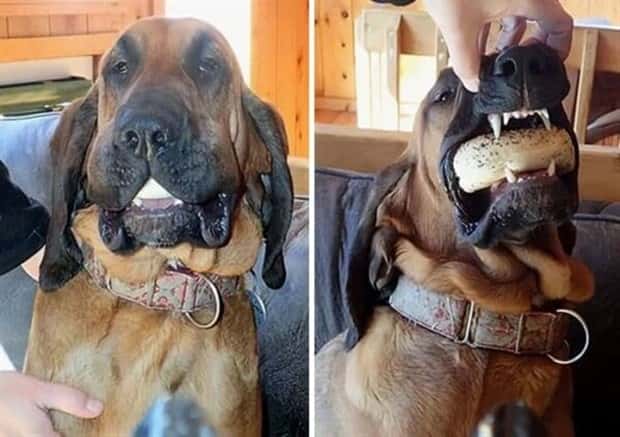 Hungry Pets Caught Red Handed (40 photos)