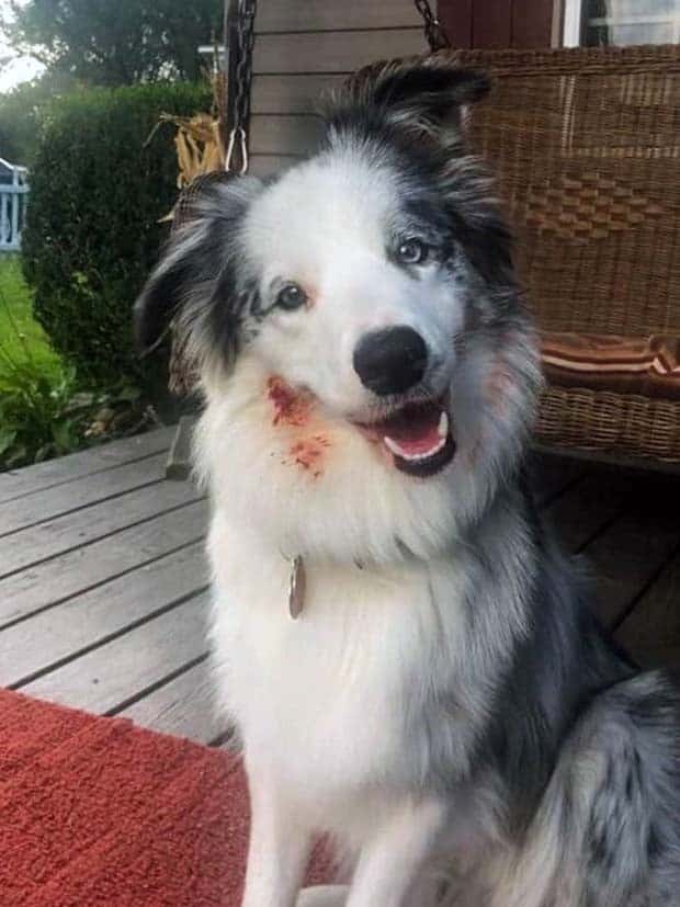 Hungry Pets Caught Red Handed (40 photos)