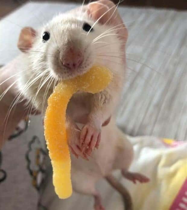 Hungry Pets Caught Red Handed (40 photos)