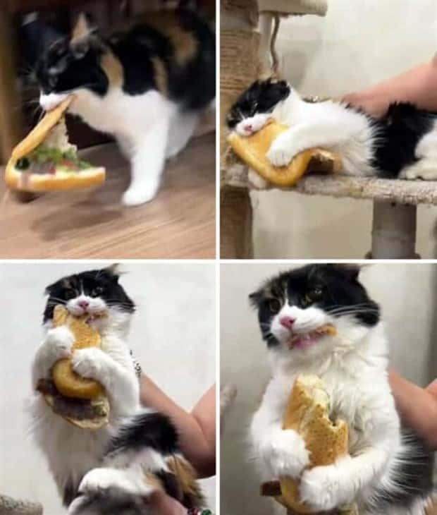 Hungry Pets Caught Red Handed (40 photos)