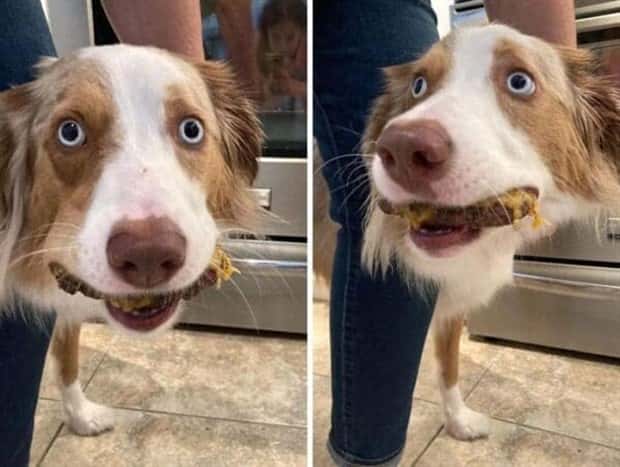 Hungry Pets Caught Red Handed (40 photos)