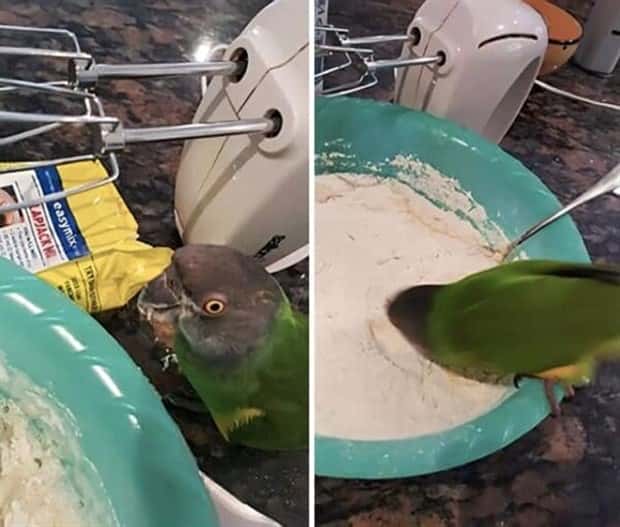 Hungry Pets Caught Red Handed (40 photos)