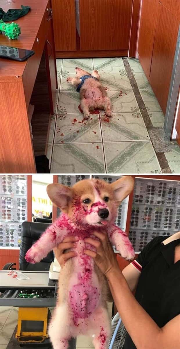 Hungry Pets Caught Red Handed (40 photos)