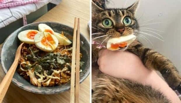 Hungry Pets Caught Red Handed (40 photos)