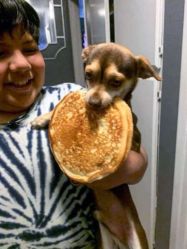 Hungry Pets Caught Red Handed (40 photos)