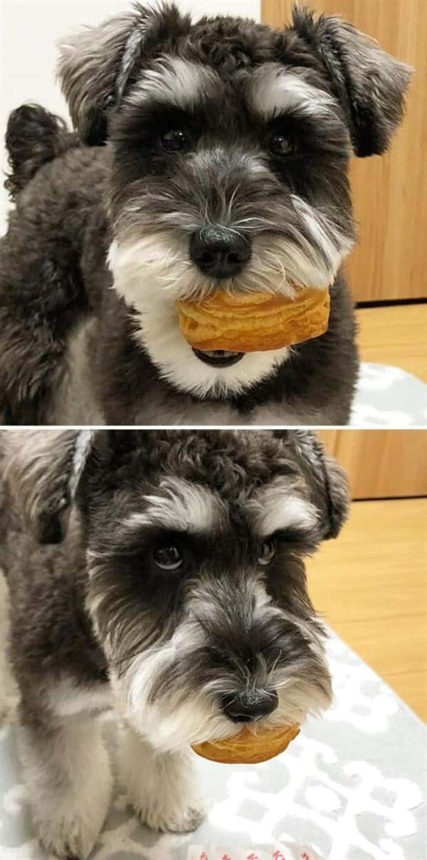 Hungry Pets Caught Red Handed (40 photos)