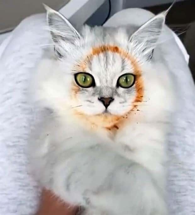 Hungry Pets Caught Red Handed (40 photos)