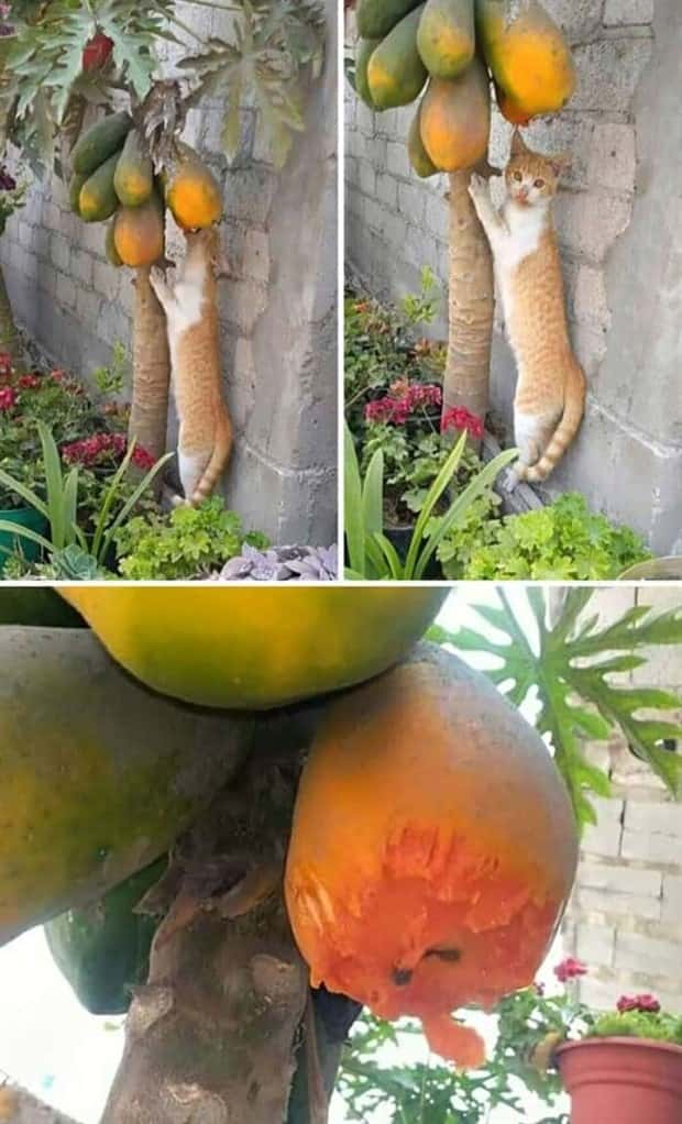 Hungry Pets Caught Red Handed (40 photos)