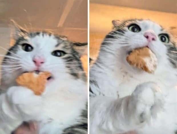 Hungry Pets Caught Red Handed (40 photos)