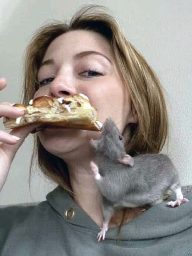 Hungry Pets Caught Red Handed (40 photos)