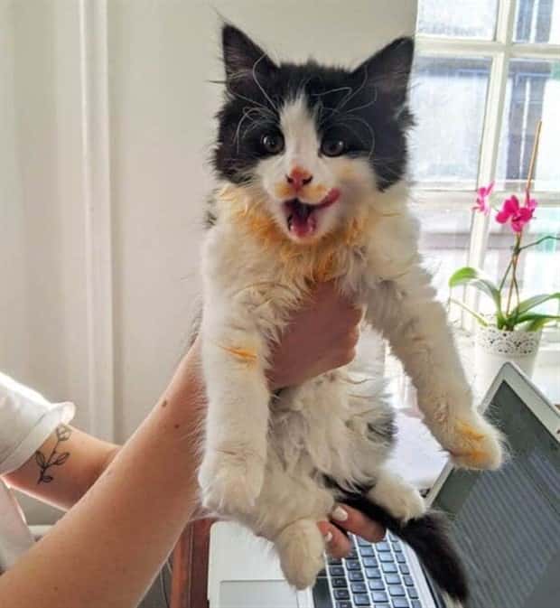 Hungry Pets Caught Red Handed (40 photos)