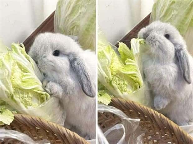 Hungry Pets Caught Red Handed (40 photos)