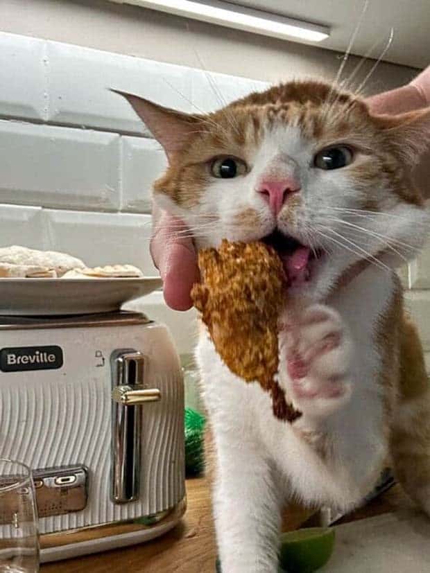 Hungry Pets Caught Red Handed (40 photos)