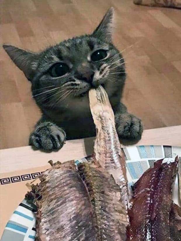 Hungry Pets Caught Red Handed (40 photos)