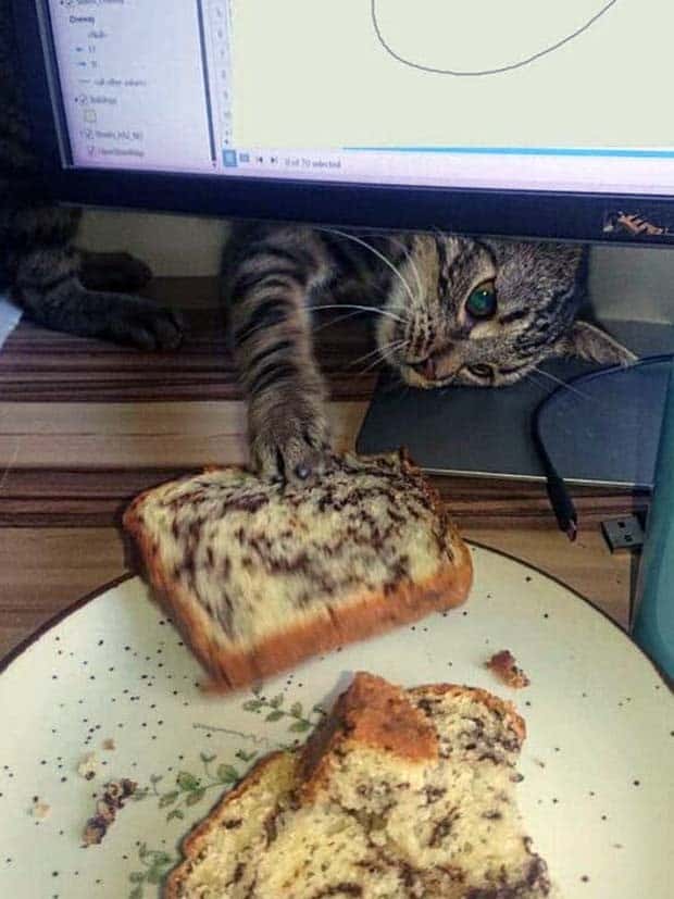 Hungry Pets Caught Red Handed (40 photos)