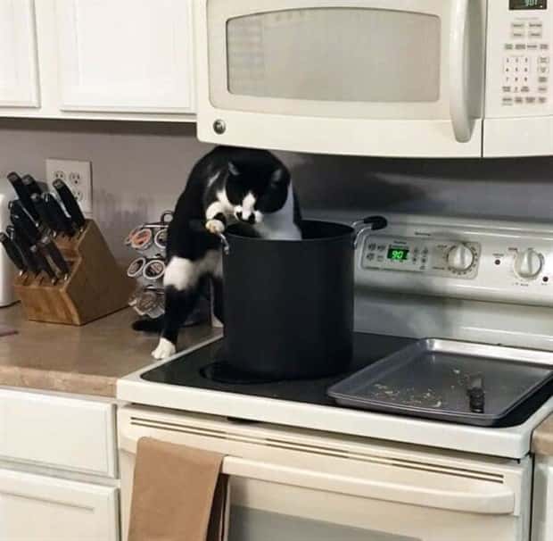 Hungry Pets Caught Red Handed (40 photos)