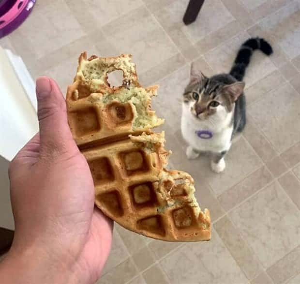 Hungry Pets Caught Red Handed (40 photos)