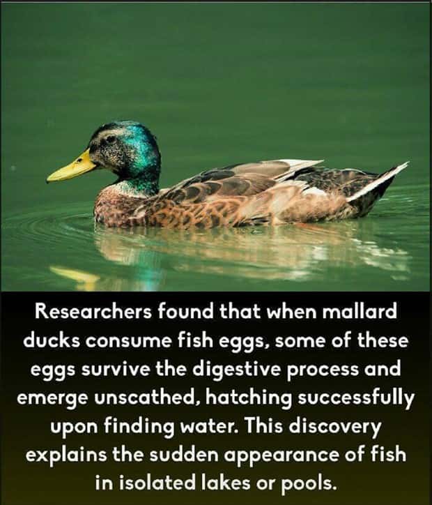 It’s Time for Some Cool and Interesting Facts #396 (23 photos)