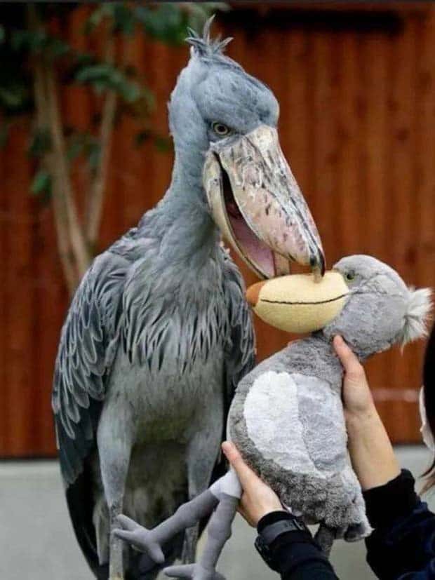 klyker picdump 9 23 2024 19 Klyker Picdump #1556 (41 photos)