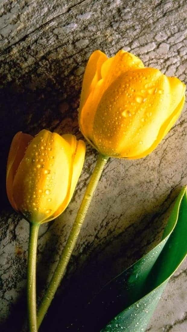 Unique Smartphone Wallpapers Youll Love (38 photos)