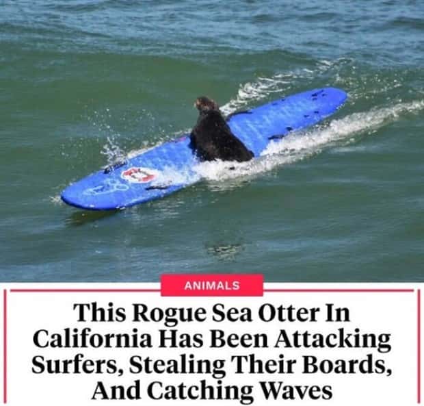 25 Downright Strange Headlines (25 photos)