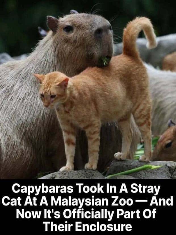 25 Downright Strange Headlines (25 photos)