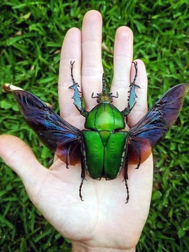 animal giants 7 Giants of the Animal Kingdom (32 photos)