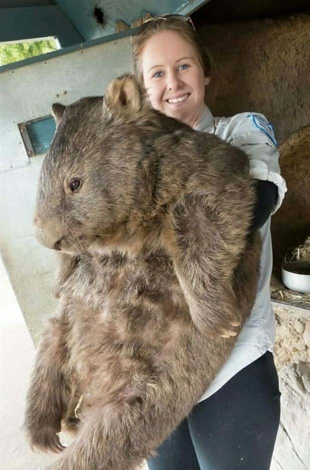 animal giants 9 Giants of the Animal Kingdom (32 photos)