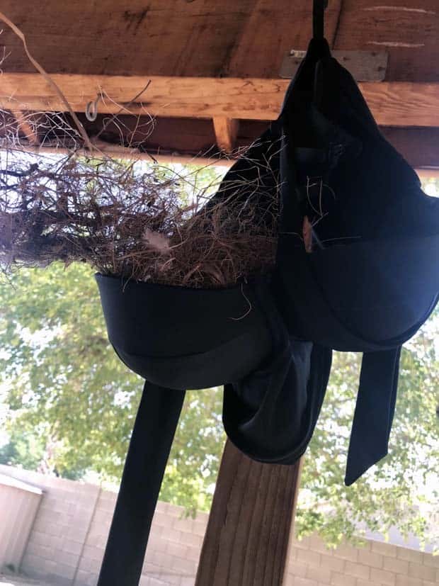 Unlikely Spots Where Birds Have Nested (36 photos)
