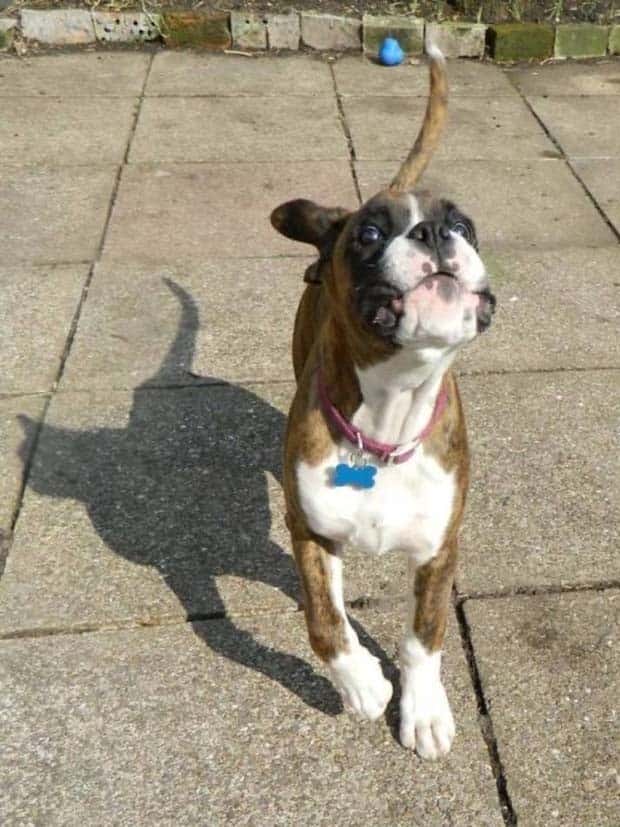 Shadows That Will Make You Double Take (41 photos)