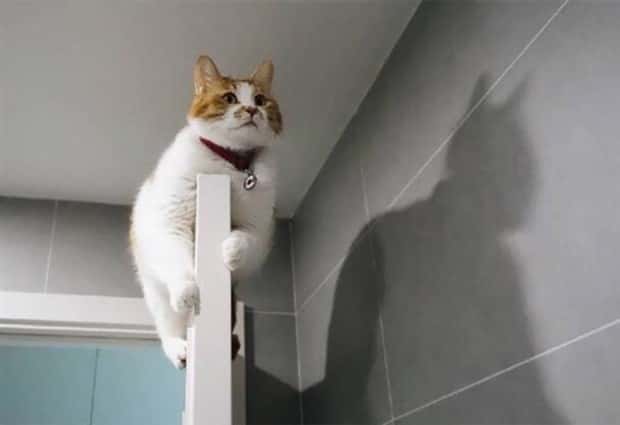 Shadows That Will Make You Double Take (41 photos)