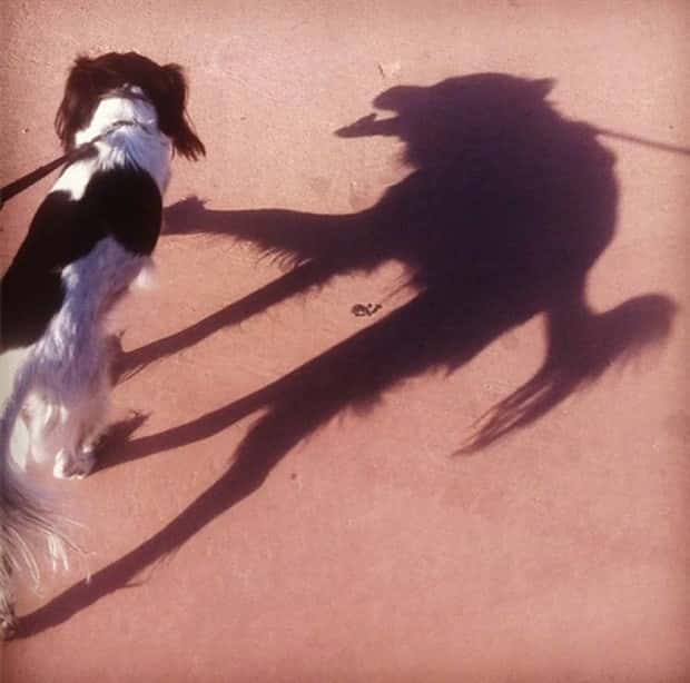 Shadows That Will Make You Double Take (41 photos)