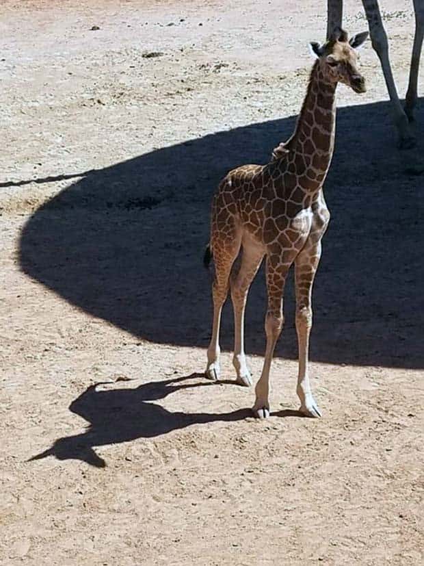 Shadows That Will Make You Double Take (41 photos)